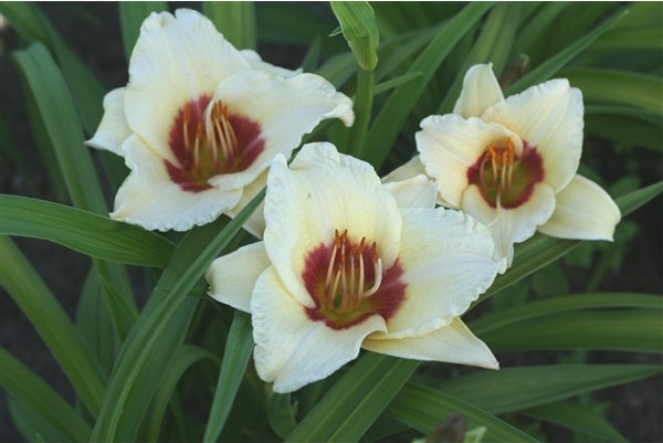 Daglelie (Hemerocallis 'Pandora's Box') D 11 H 50 cm