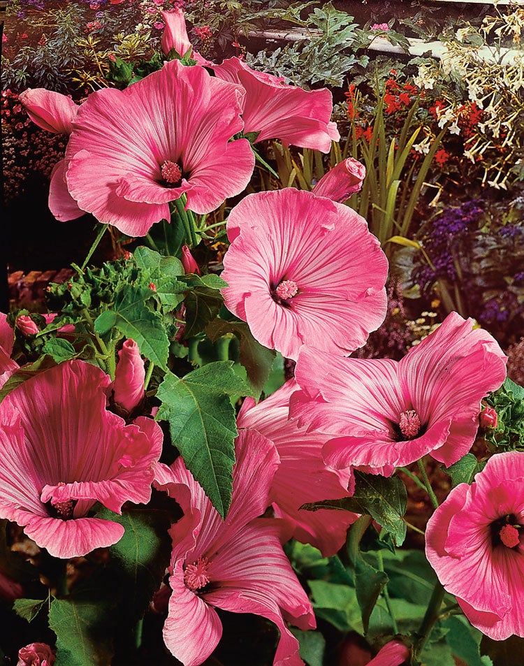 Struikmalva (Lavatera olbia 'Rosea') D 11 H 150 cm