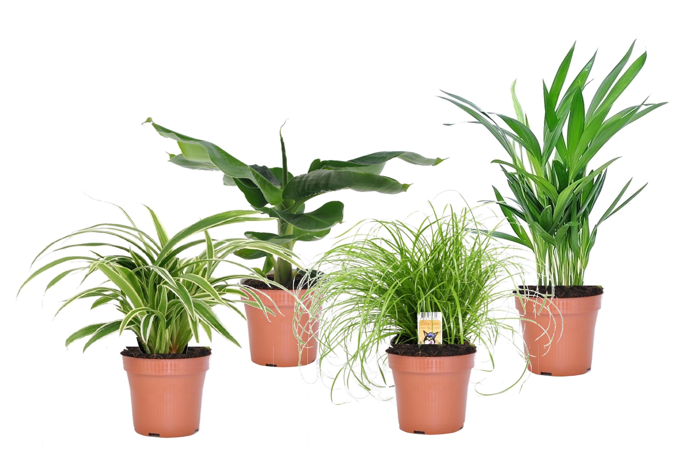 Plantes d'intérieur amies des animaux - mix de 4 - pot 12cm - hauteur 20-40cm