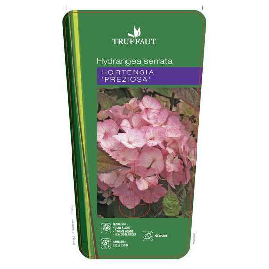 Hydrangea 'Precioza', ctr 3 L