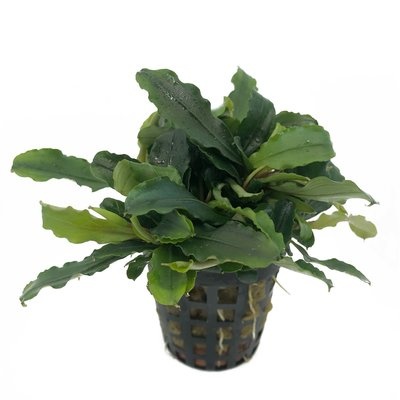 AquastoreXL Plantenpakket Rood