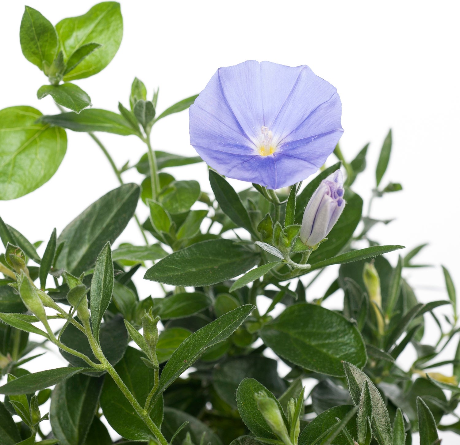 Winde (Convolvulus sabaticus) D 10,5 H 20 cm