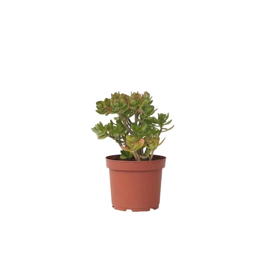 Jadeplant - Crassula ovata 'Minor' - Hoogte 45-50cm - ⌀23cm