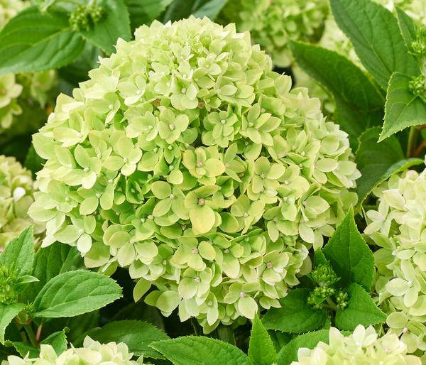 Bodendecker-Rispen-Hortensie Groundbreaker®