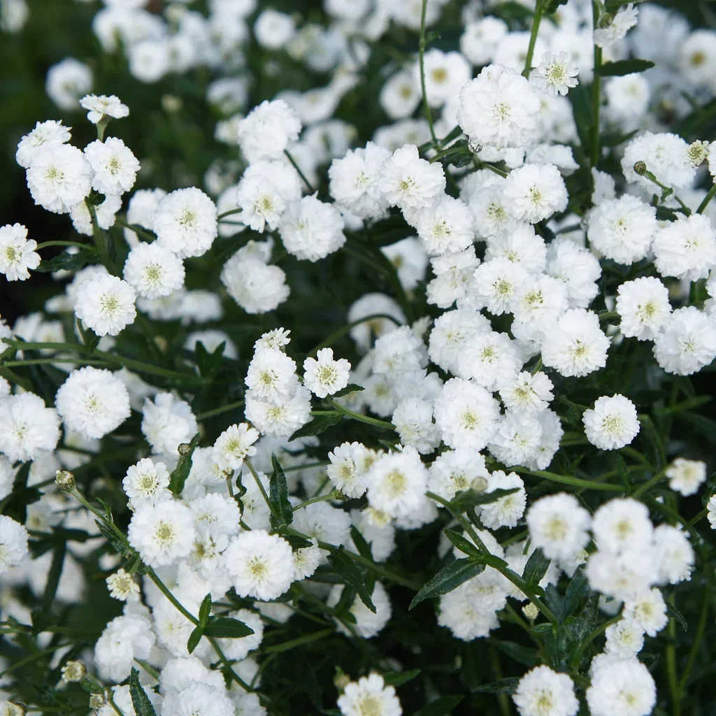 Achillea ptarmica 'The Pearl' Nyseryllik 'The Pearl' Ø11 cm