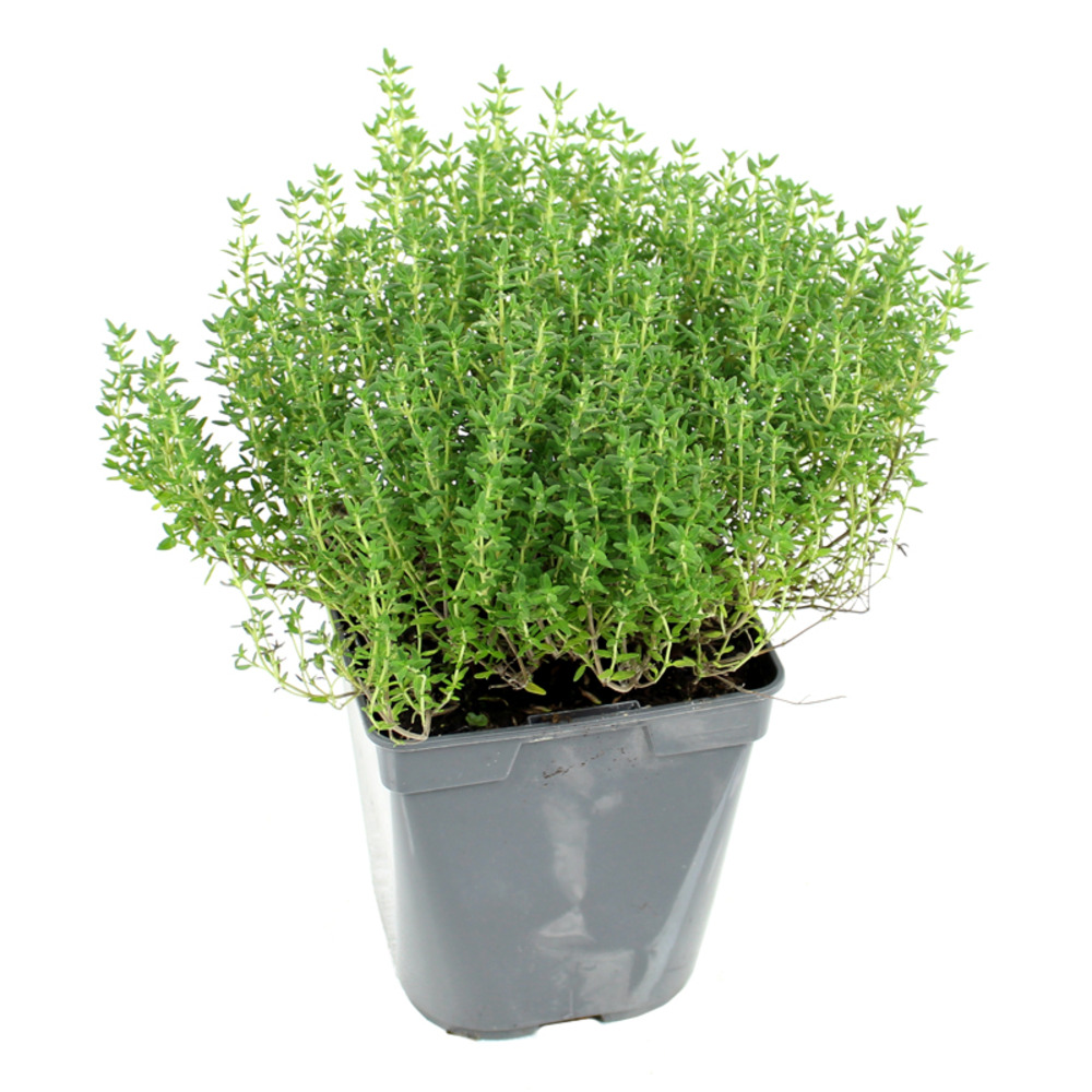 Plant de thym commun pot de 1l