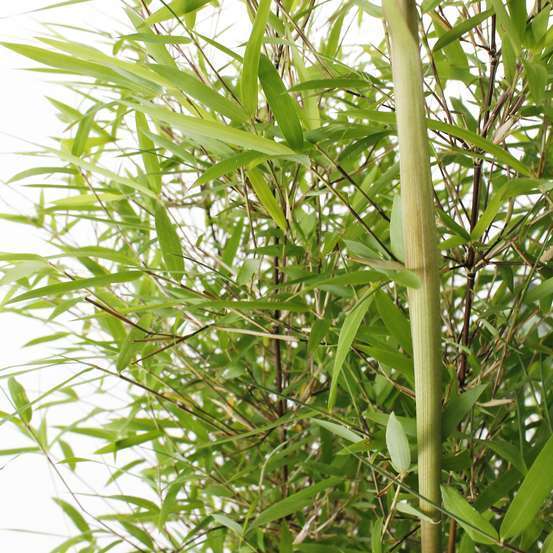 Bambou non-traçant fargesia angustissima - pot de 5 L