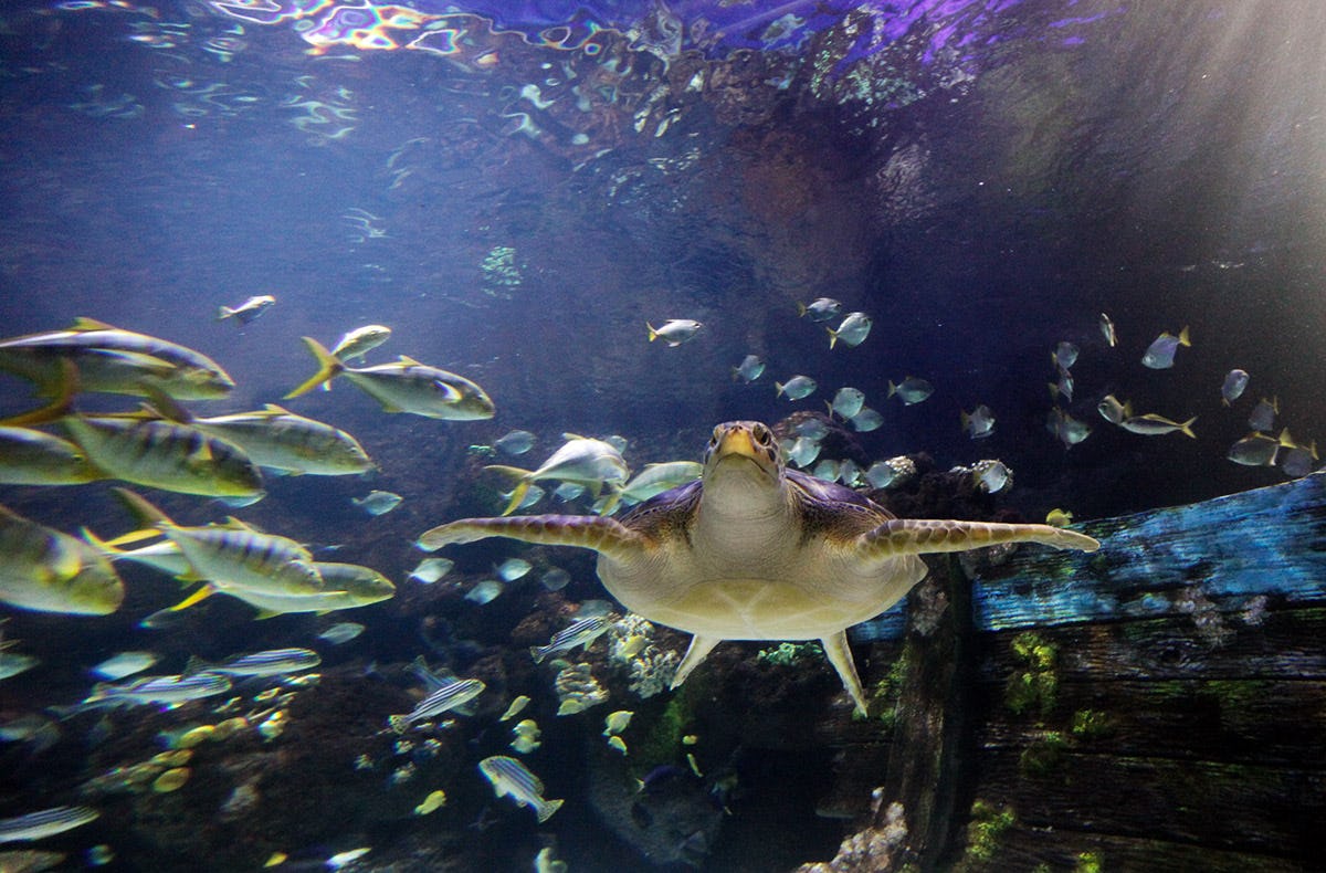 Sea Life Timmendorfer Strand
