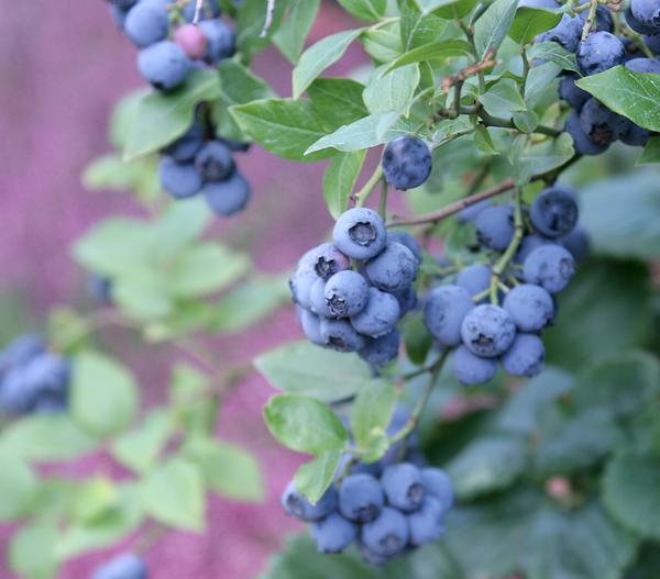 Heidelbeere 'Hardyblue'