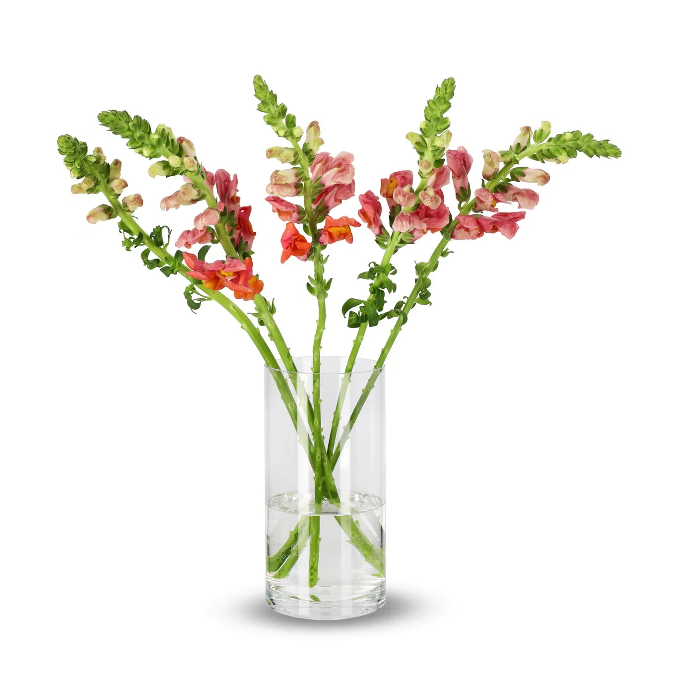 Løvemunn 5pk Høyde 50 cm