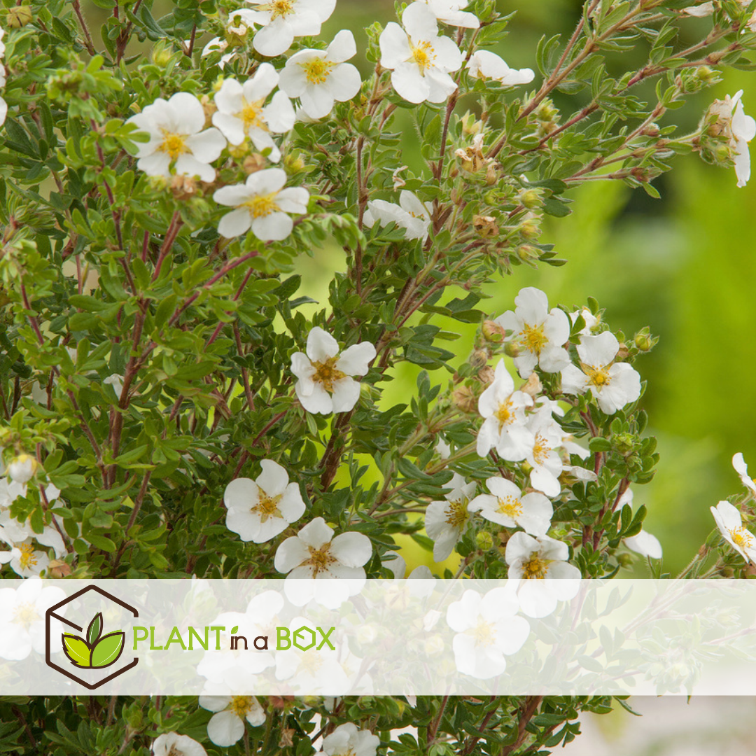 Potentilla abbotswood - set de 2 - potentille arbustiv -pot 17cm-hauteur 20-30cm
