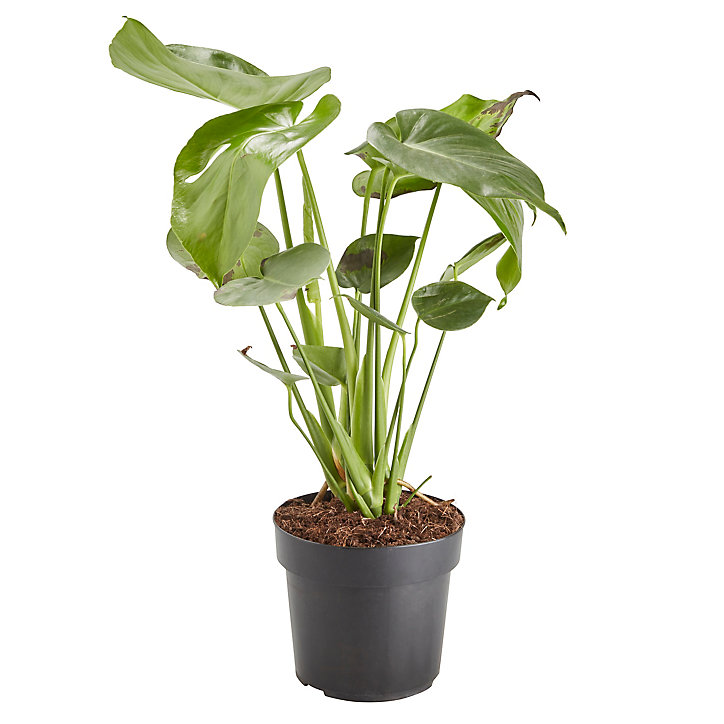 Faux philodendron 17cm