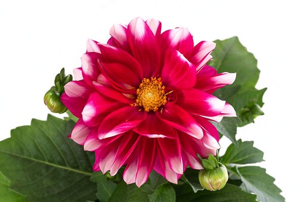 Zwergdahlie, Besonderheit, verschiedene Farben
