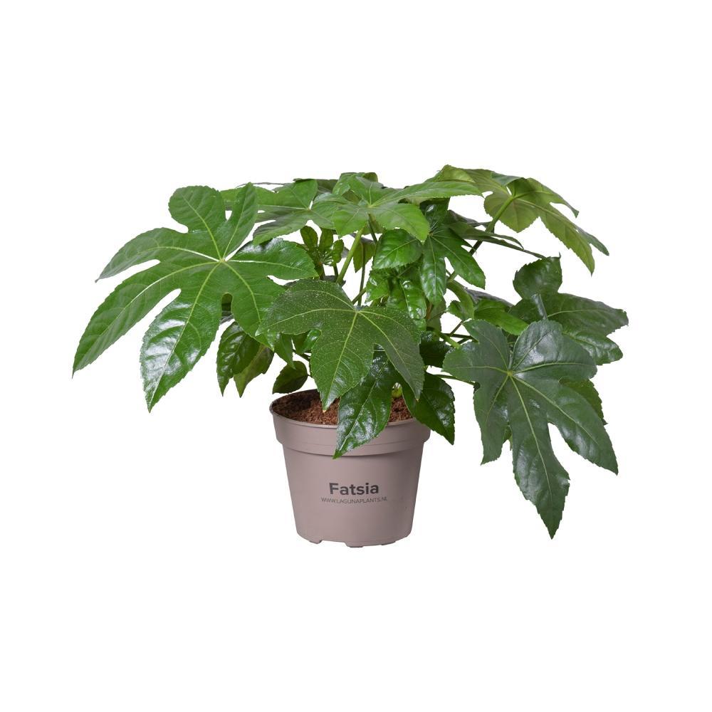 Plante d'intérieur - fatsia japonica 45.0cm