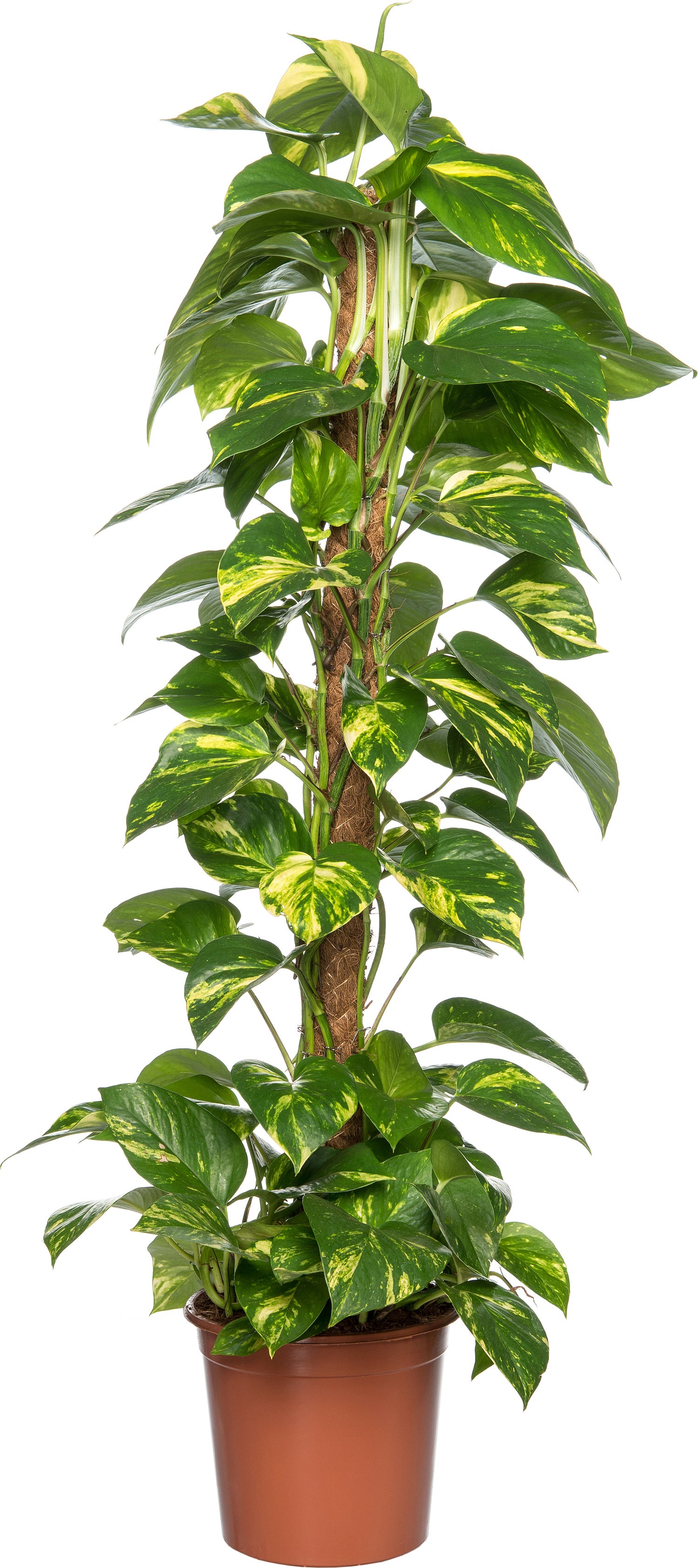 Drakenklimop (Epipremnum pinnatum 'Aureum') D 21 H 100 cm