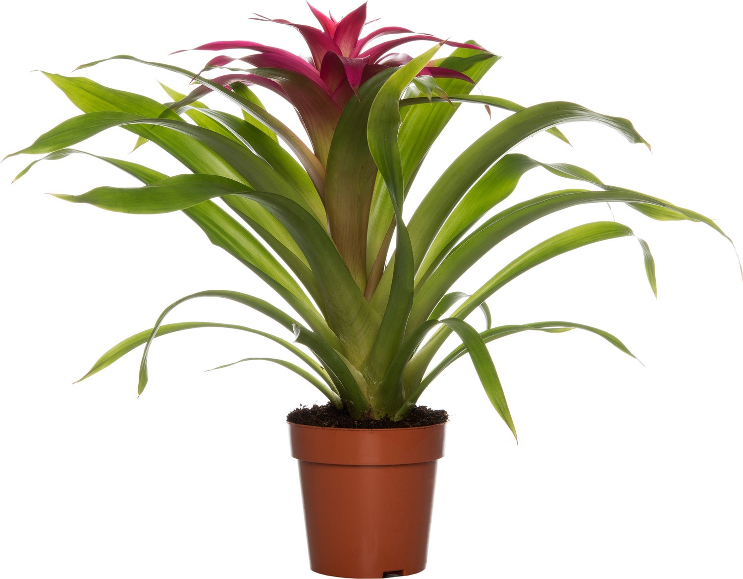 Guzmania (Guzmania 'Deseo Pink') D 12 H 45 cm
