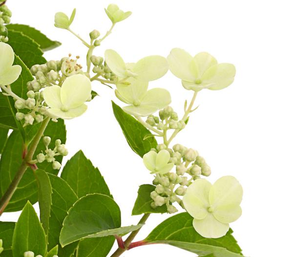 Rispen-Hortensie 'Prim White'