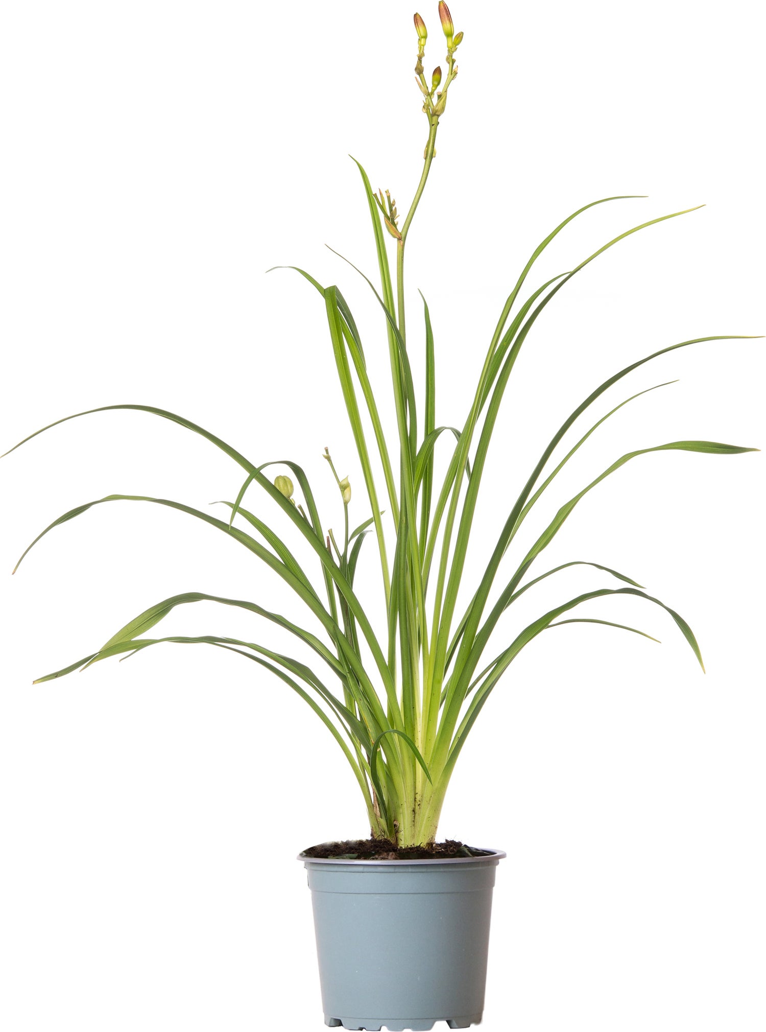 Daglelie (Hemerocallis 'EveryDaylily Mini Purple') D 17 H 45 cm