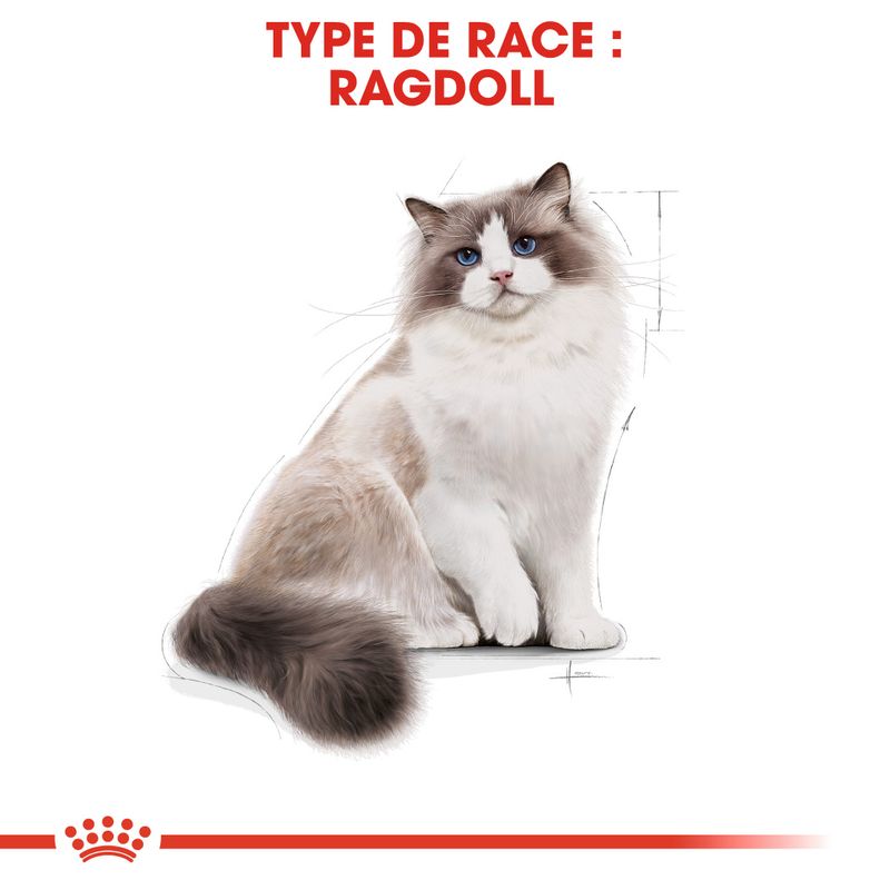 Royal Canin Ragdoll Adult