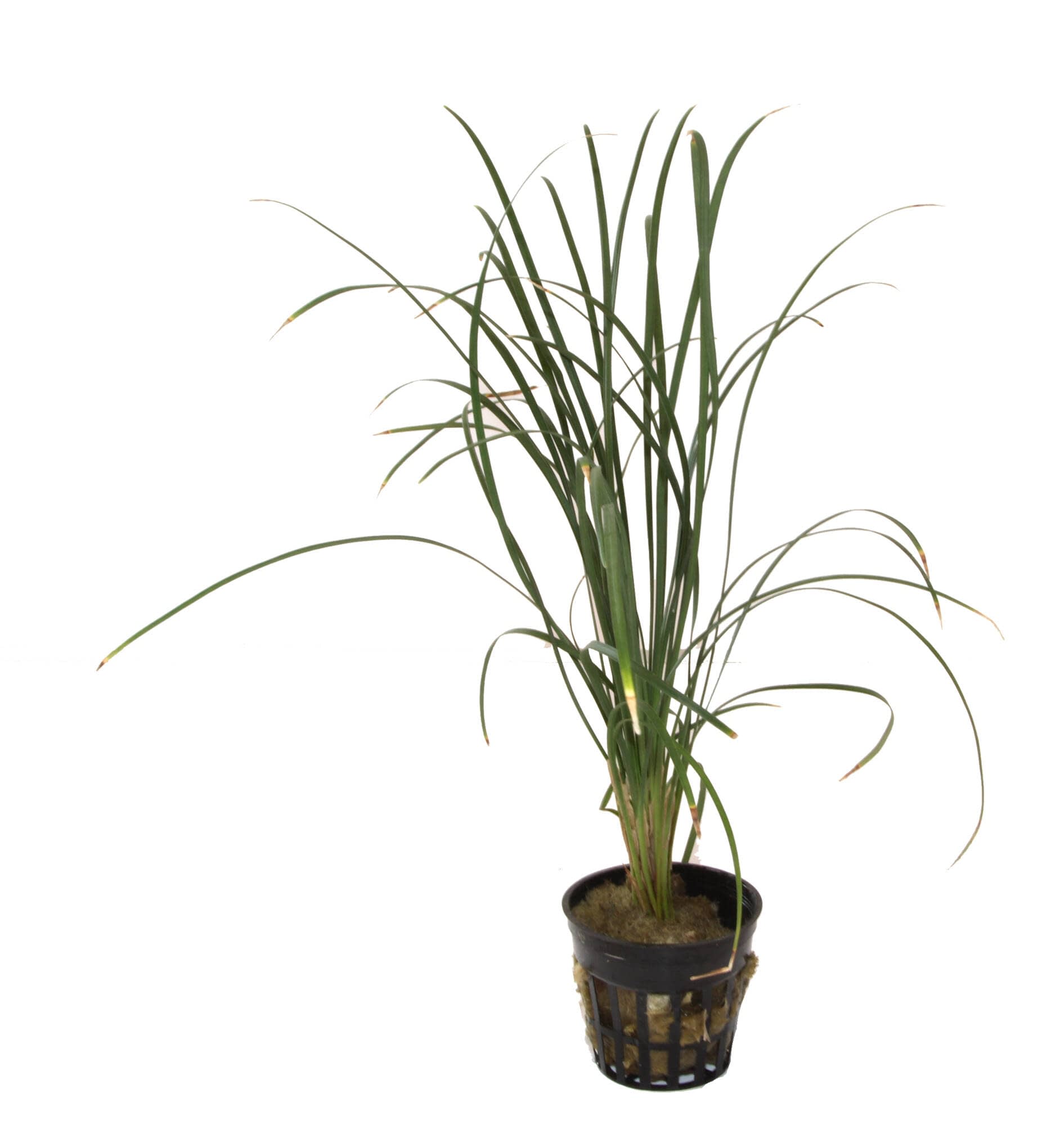 Planta tropical ibérica Ophiopogon Japonicus