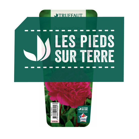 Pivoine 'Louis Van Houtte':pot 2L