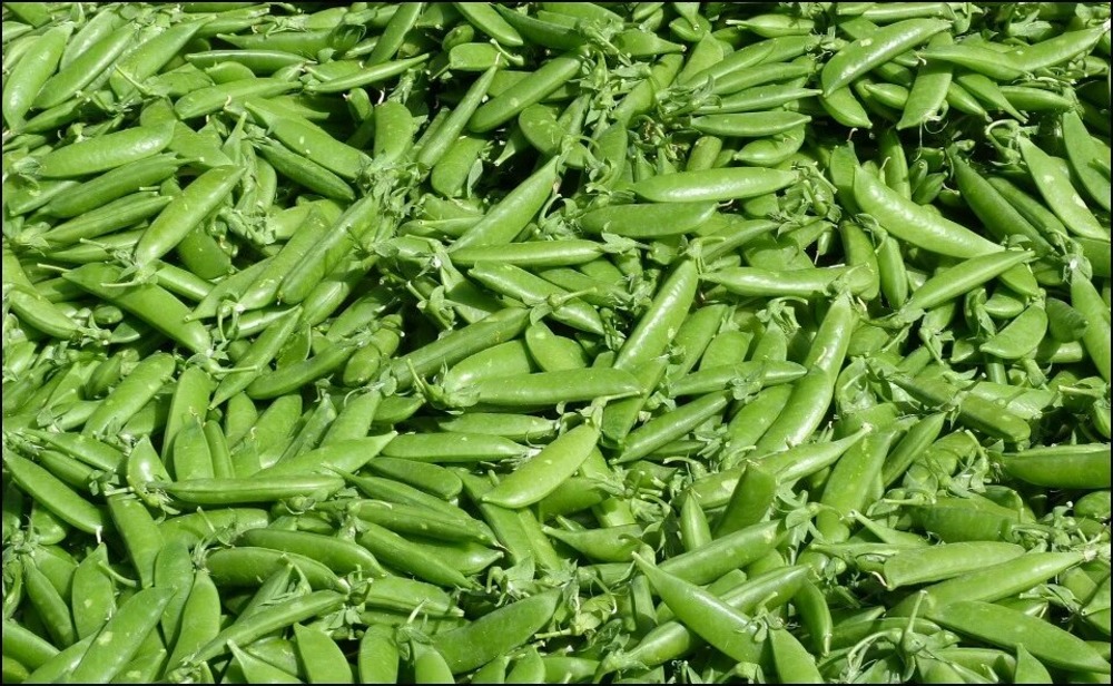 Sachet de graines de pois ( petit pois) nain petit provençale - sachet de 200 grammes - petite entreprise française - made in france