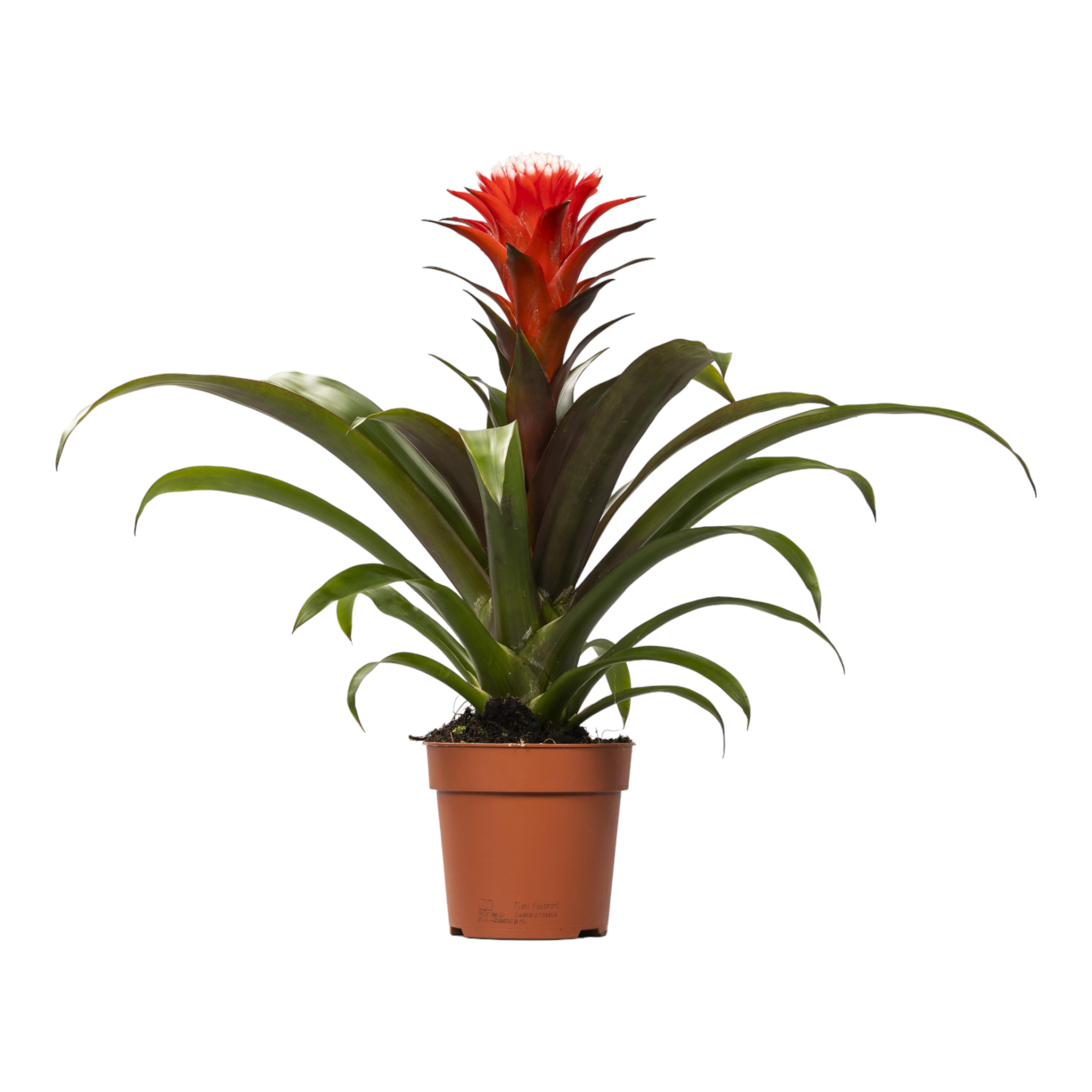 Plante d'intérieur - guzmania hope 40.0cm