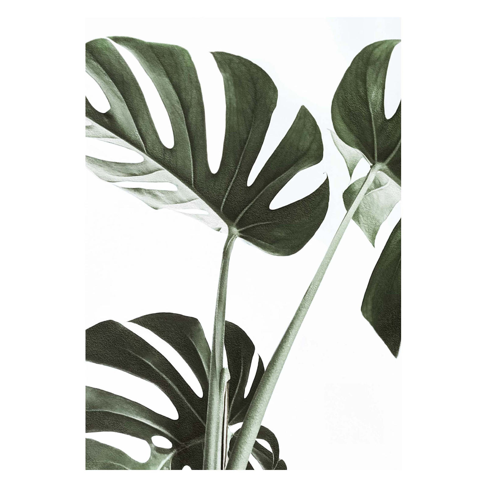 Gerahmtes Bild MACRO MONSTERA - 50x70 cm