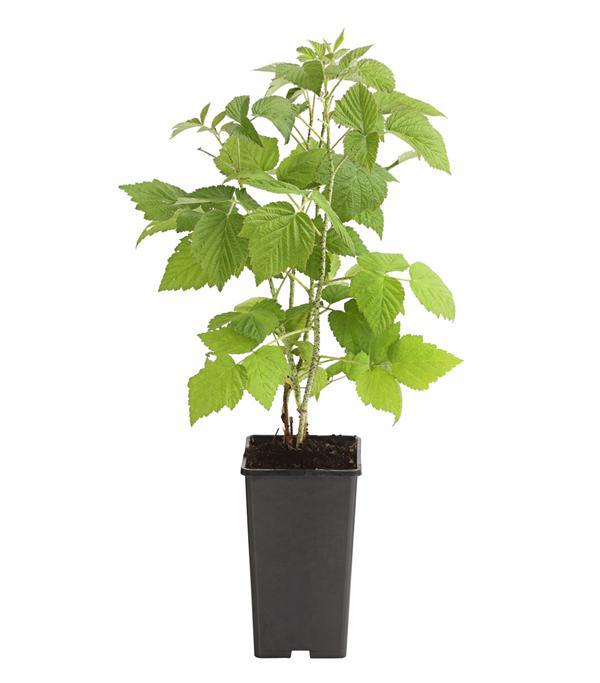 Himbeere 'Sugana® TwoTimer®', rot