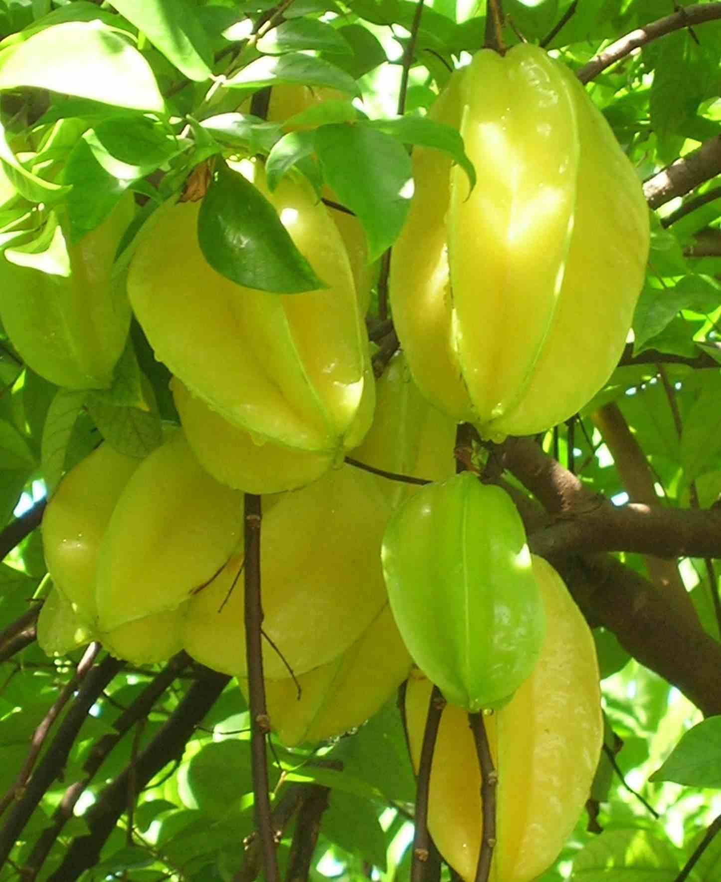 Averrhoa carambola (carambolier, carambole) taille pot de 7 litres ? 60/80 cm