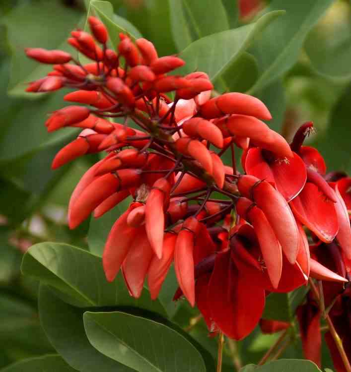Erythrina crista-galli taille pot de 2 litres ? 10/30cm - rouge