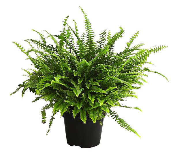 Schwertfarn - Nephrolepis exaltata 'Green