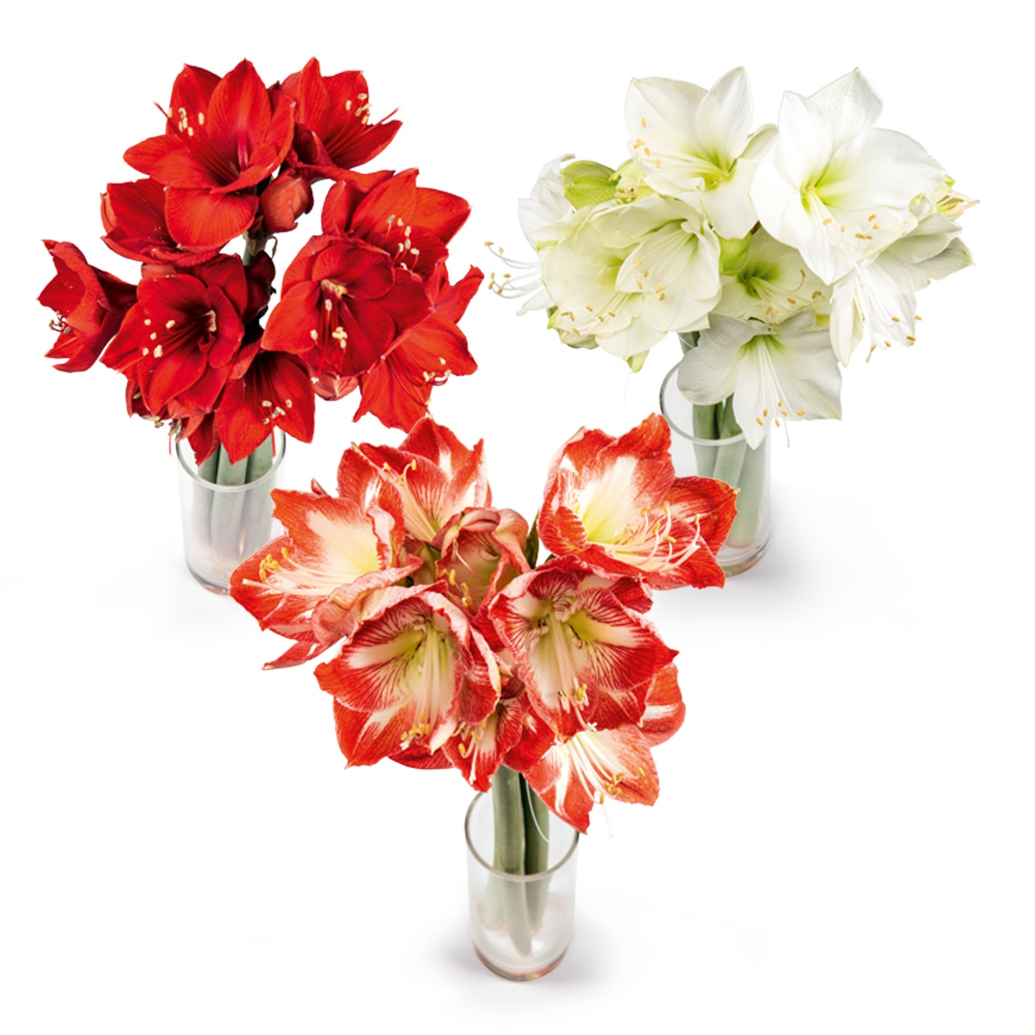 Amaryllis