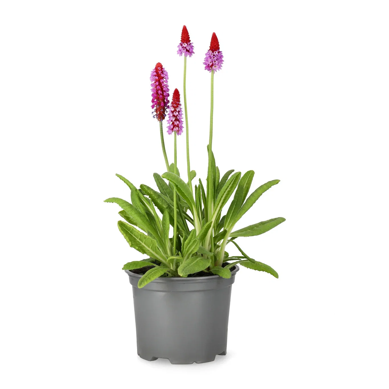 Primula vialii Orkidéprimula Ø17 cm