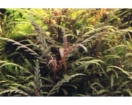 Geveerd waterpest - Hygrophila pinnatifida