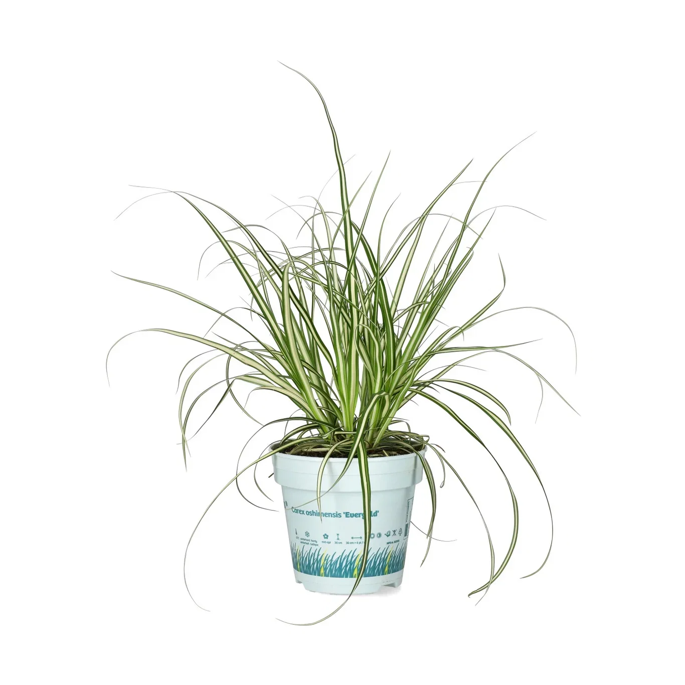 Carex oshimensis 'Evergold' Japanstarr 'Evergold' Ø10,5 cm
