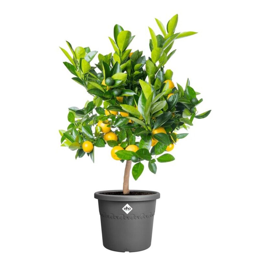 KRUKKE ELHO ALGARVE CILENDRO ANTRASITT Ø29CM