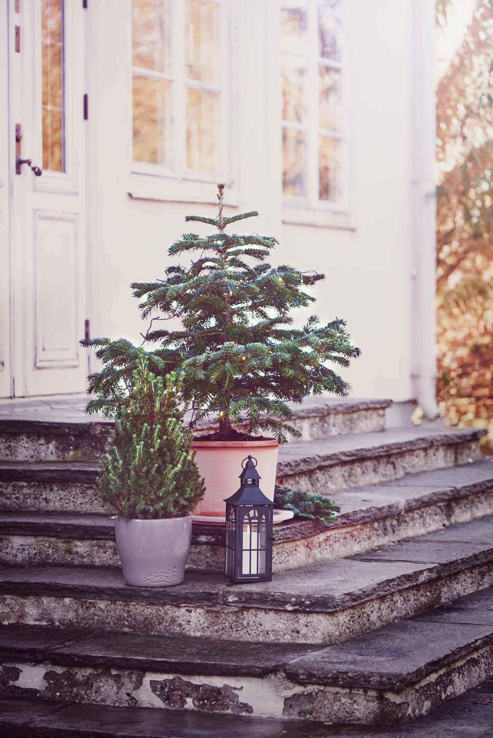 Picea glauca 'Conica' 12 cm Hvitgran Høyde 30 cm