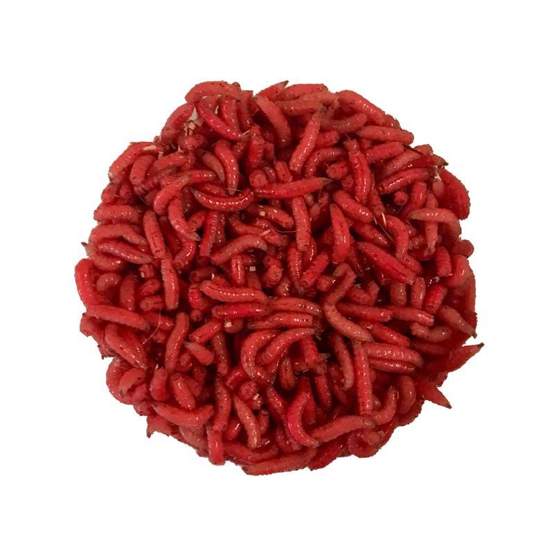Asticots Gozzers Rouge