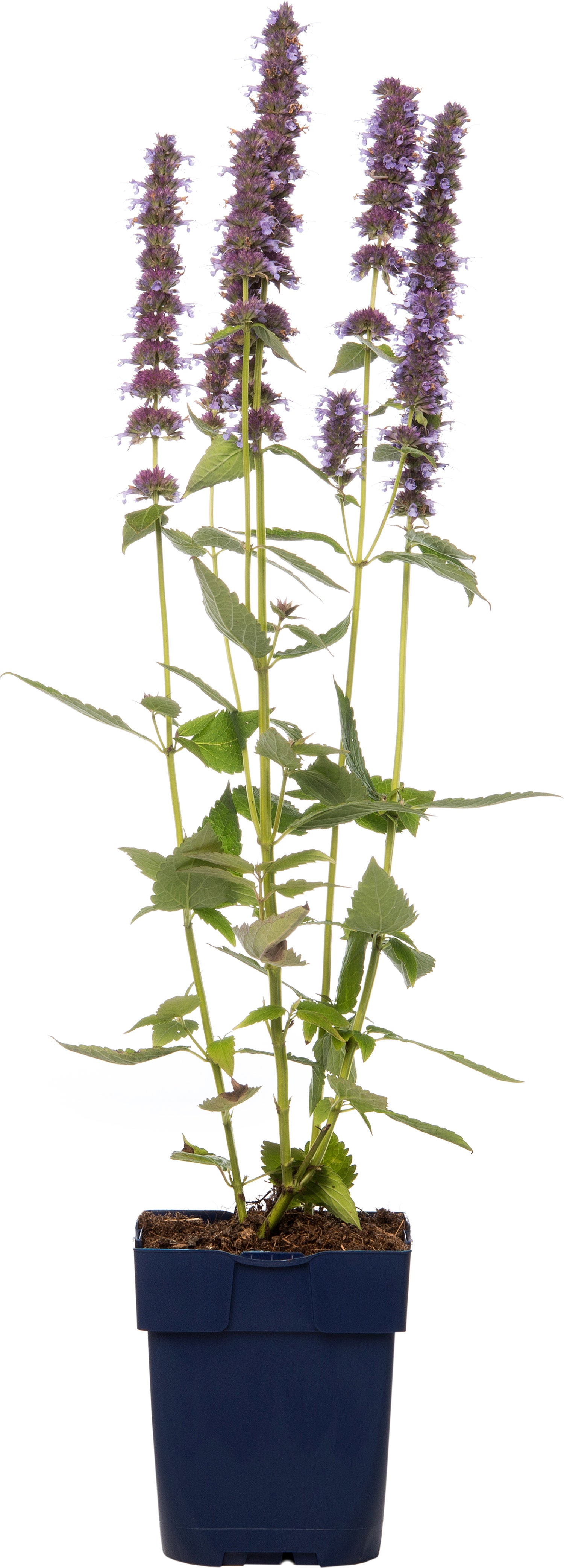 Dropplant (Agastache 'Blue Fortune') D 9 H 10 cm