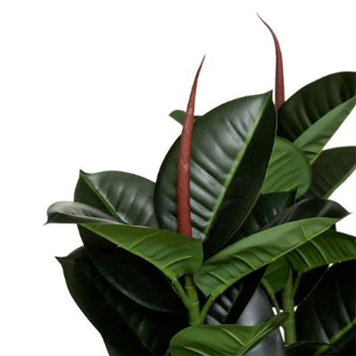 Atmosphera, Createur D'Interieur Atmosphera Ficus Robusta H.120 cm
