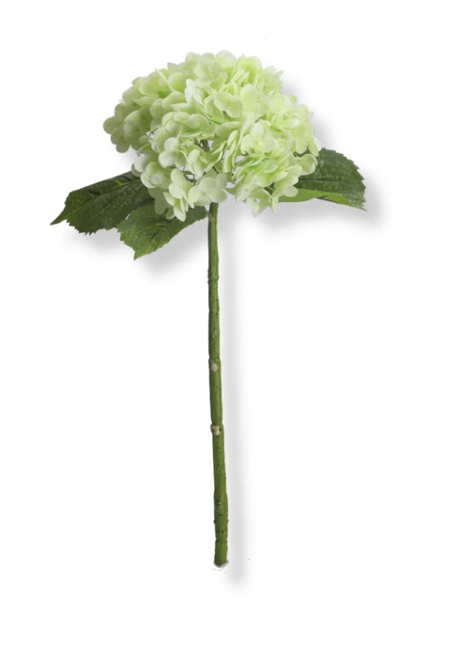 Botané  Hortensia blomst - lys grøn