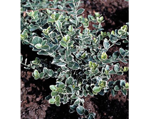 Bonte kruipspindel FloraSelf Euonymus fortunei 'Emerald n Gaiety' 10/15 scheuten Ø 9 cm pot