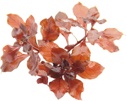 Aquarium waterplantenpakket XS 