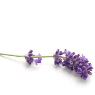Chi Lavendel Hydrolaat Biologisch 500ML
