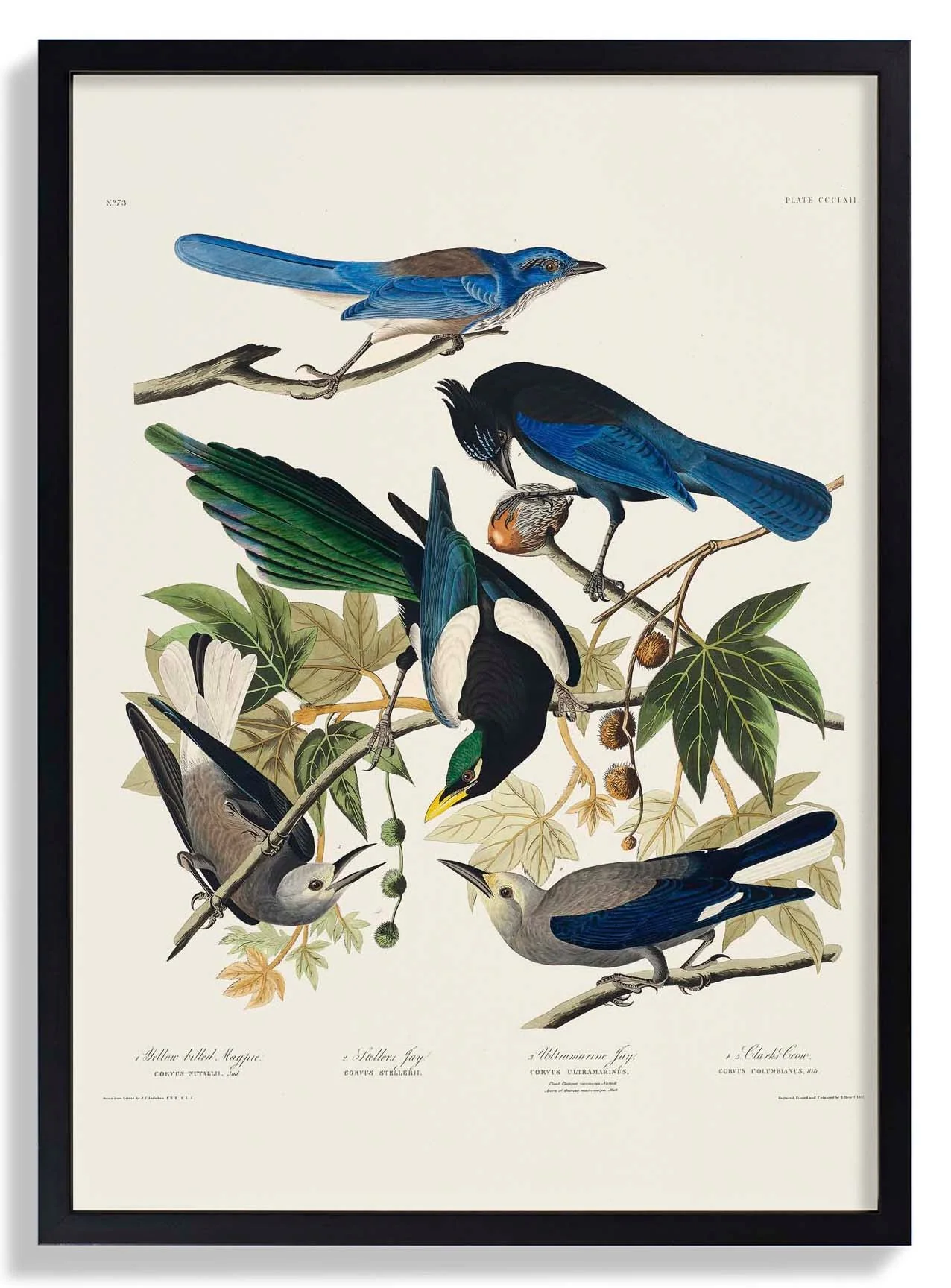 Gelbschnabelelster, Stellers Jay, Ultramarine Jay und Clark's Crow - Birds of America
