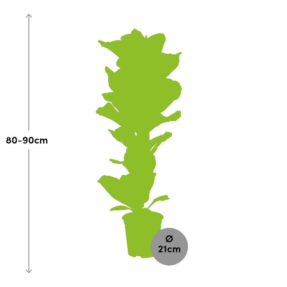 Plante d'intérieur - ficus lyrata 90.0cm