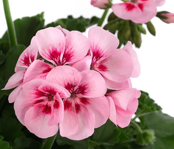 Beet- & Balkonpflanzen-Set Balkonidylle,