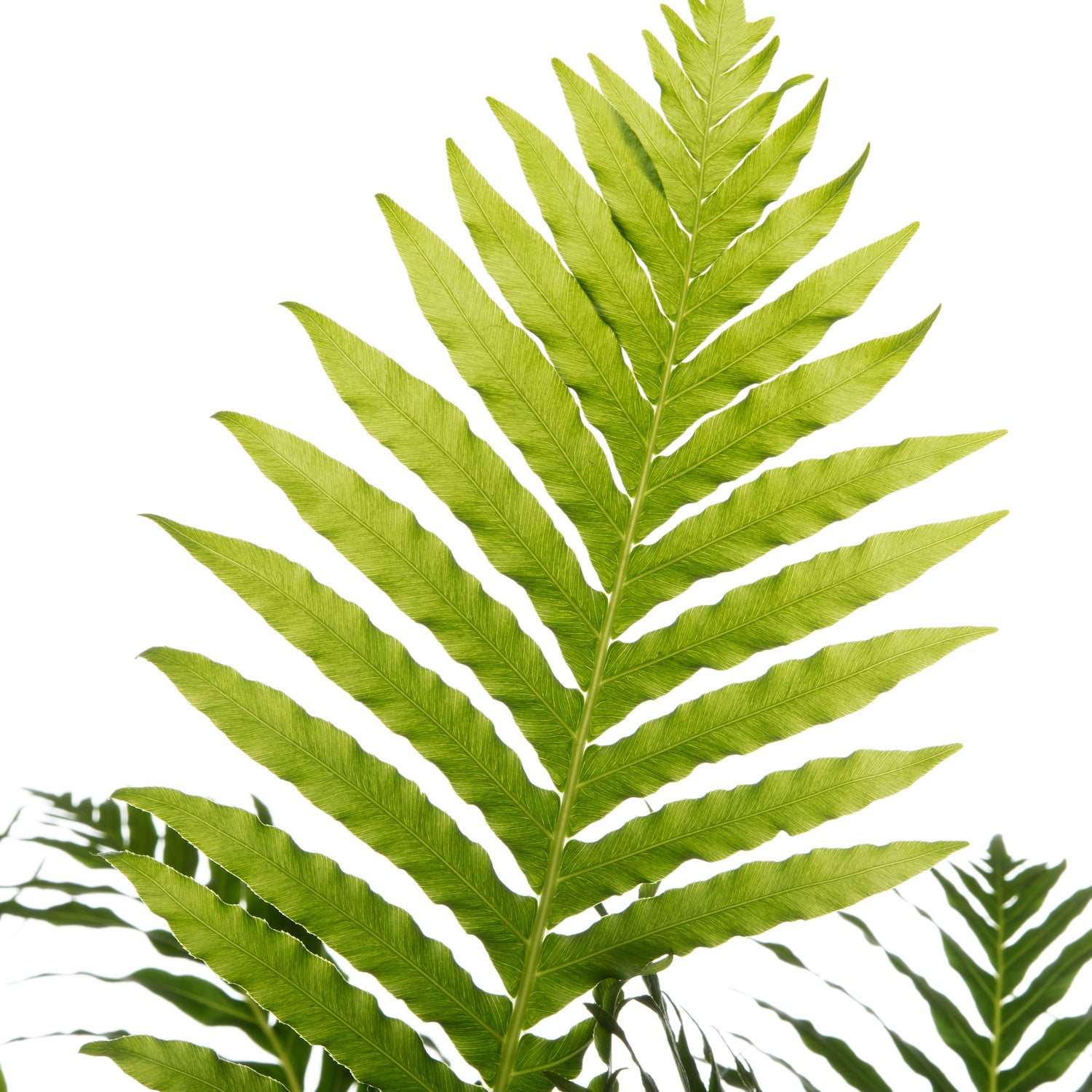 Dubbelloof (Blechnum) D 17 H 50 cm