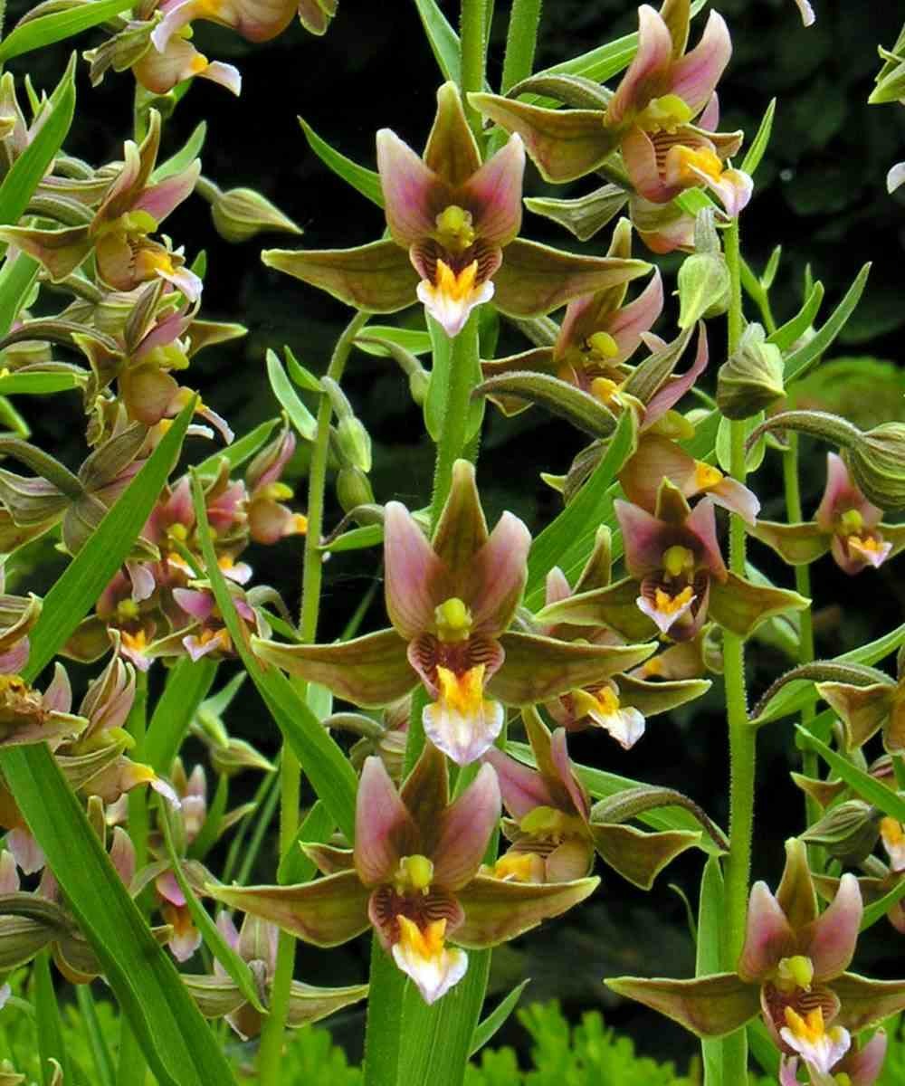 Epipactis 